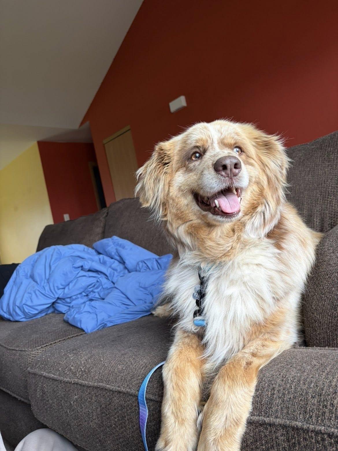 Enlarge Zeva, an adopted Australian Shepherd in Lemont, IL image 4/6