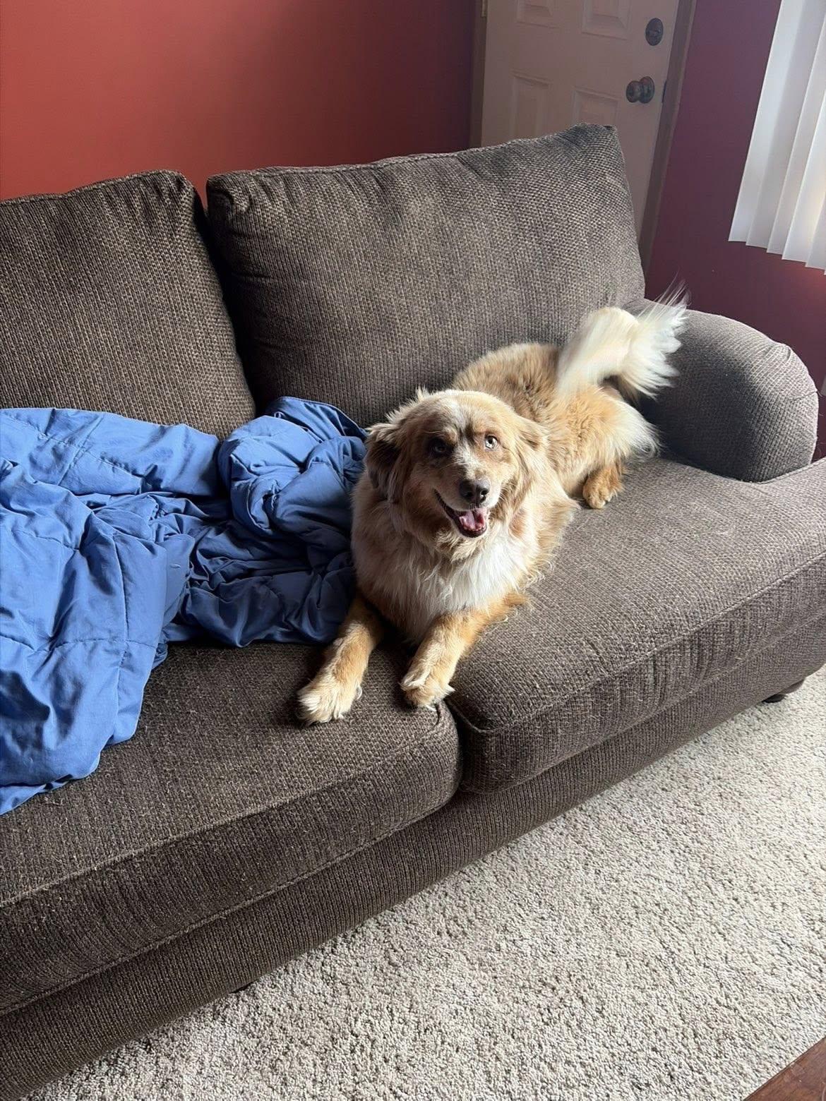 Enlarge Zeva, an adopted Australian Shepherd in Lemont, IL image 6/6