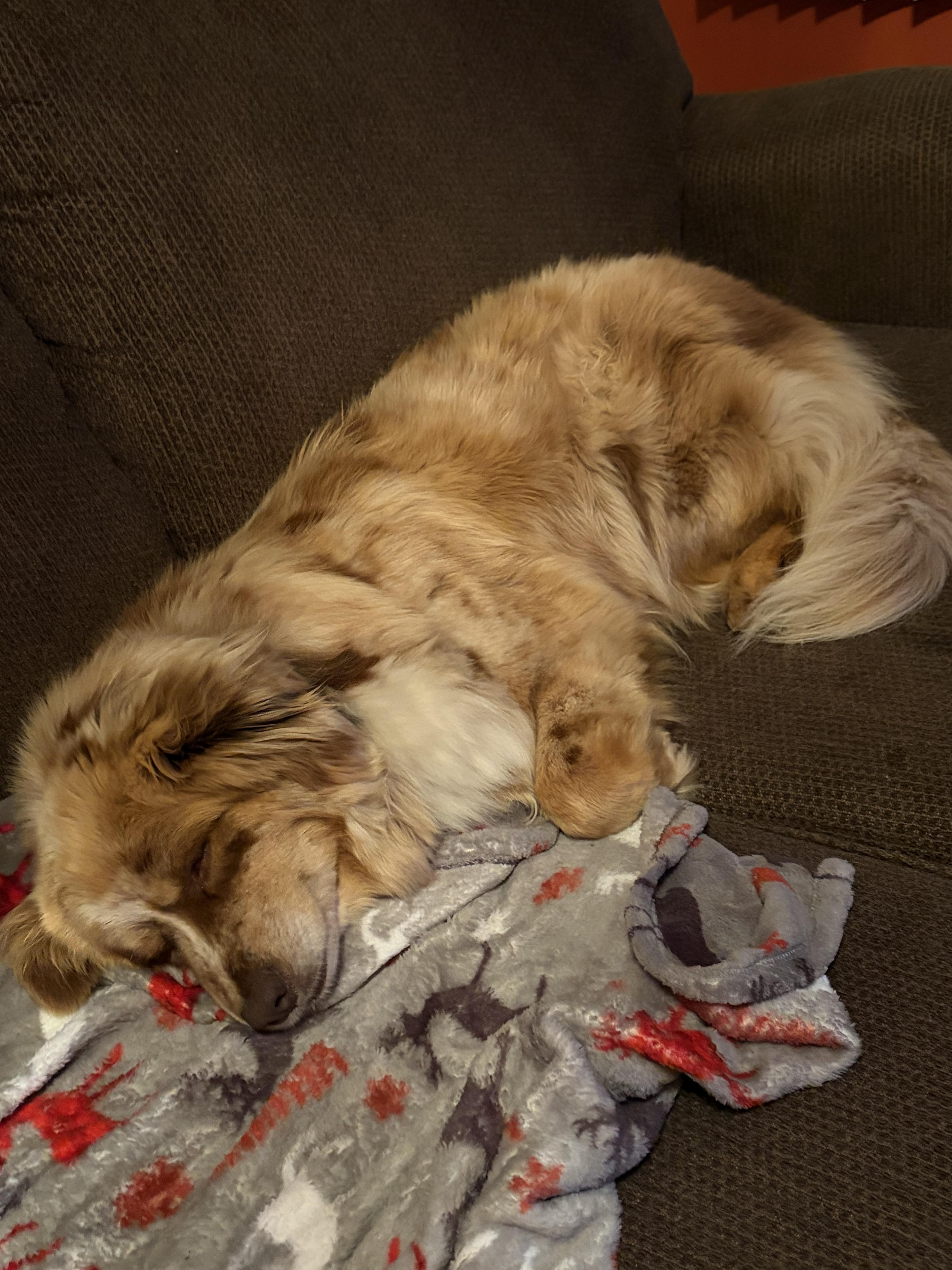 Enlarge Zeva, an adopted Australian Shepherd in Lemont, IL image 3/6
