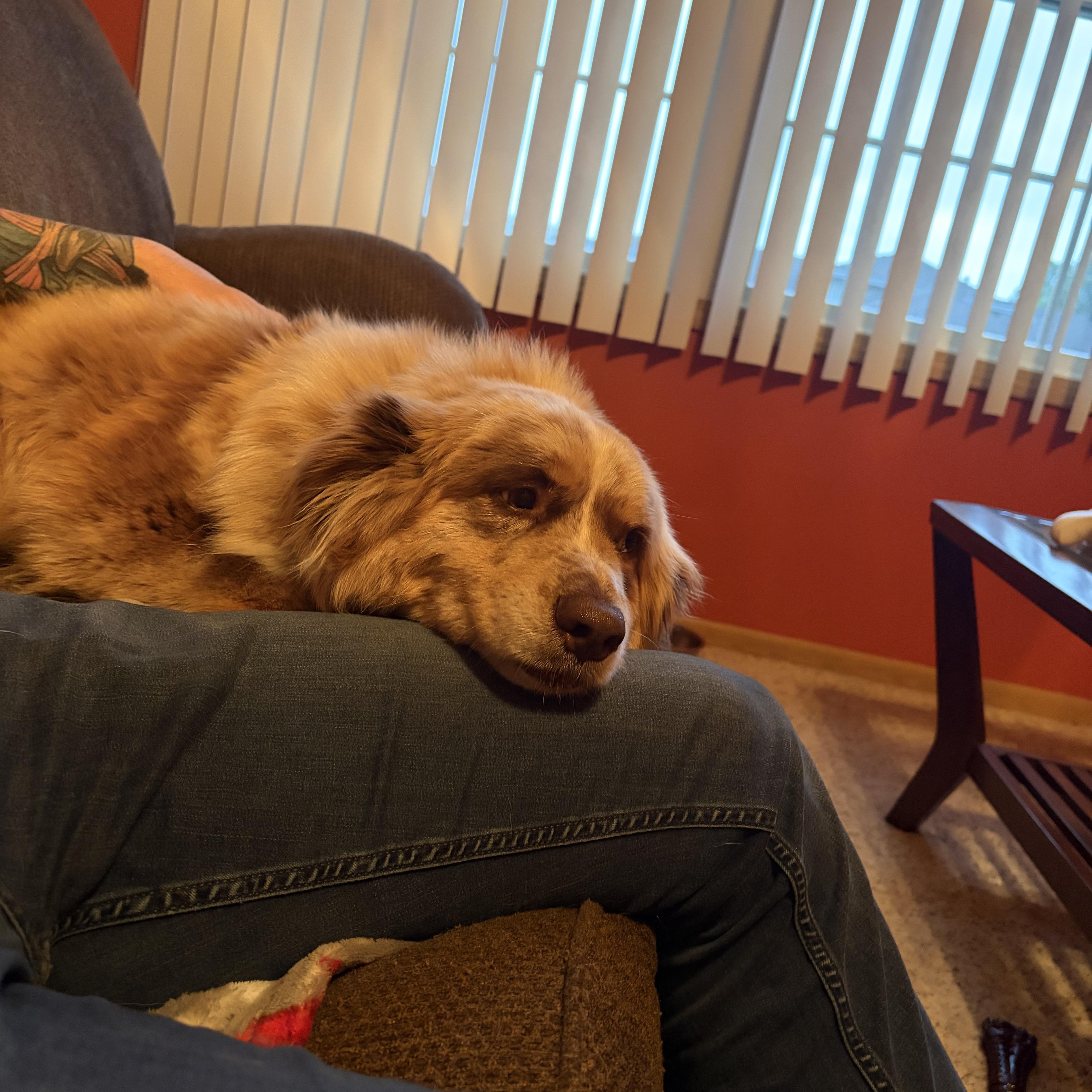 Enlarge Zeva, an adopted Australian Shepherd in Lemont, IL image 2/6