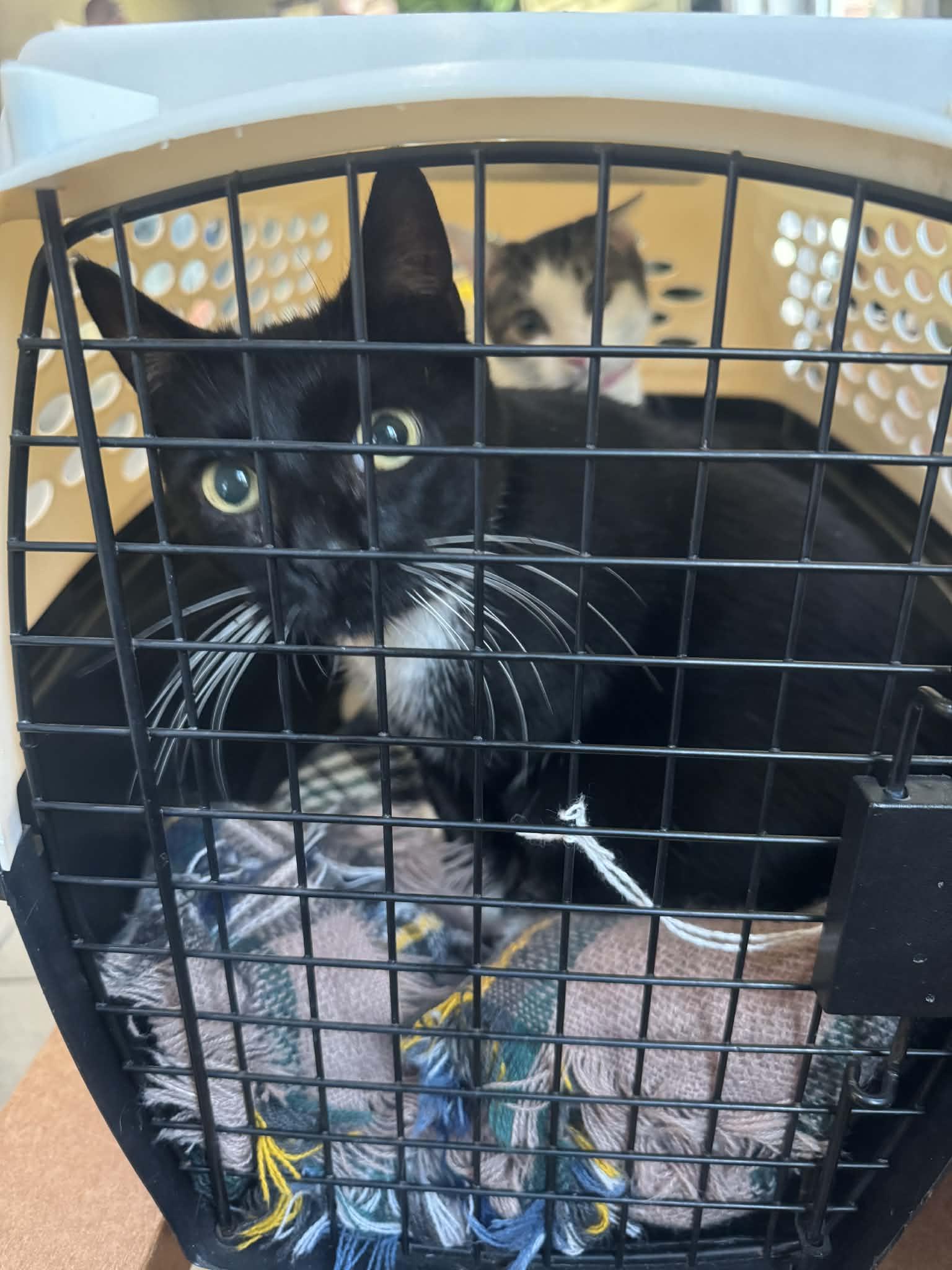 Enlarge Meg, a ADOPTABLE Domestic Short Hair in Lumberton, NC image 2/2