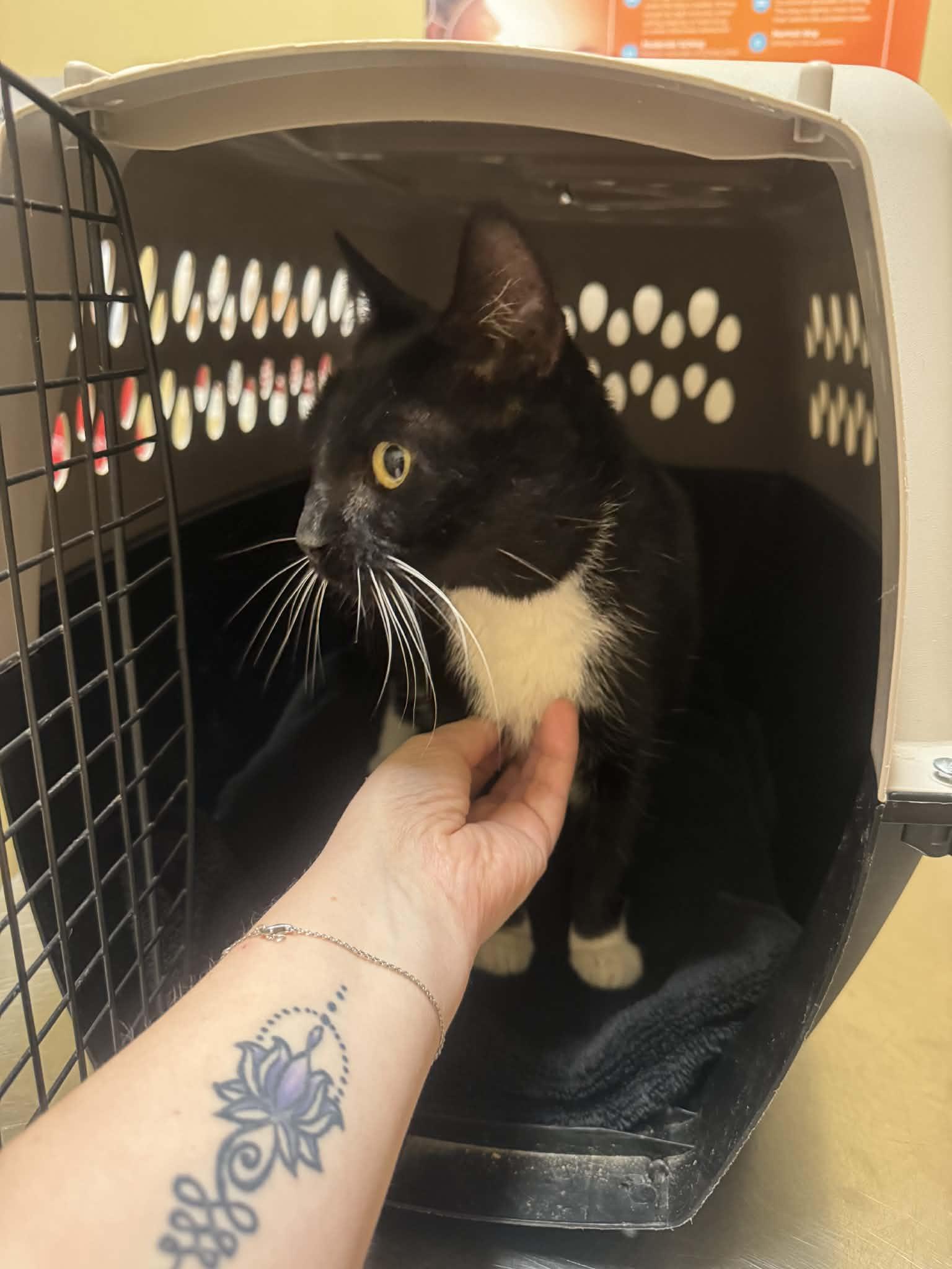 Meg, ADOPTABLE, Adult Female Domestic Short Hair.