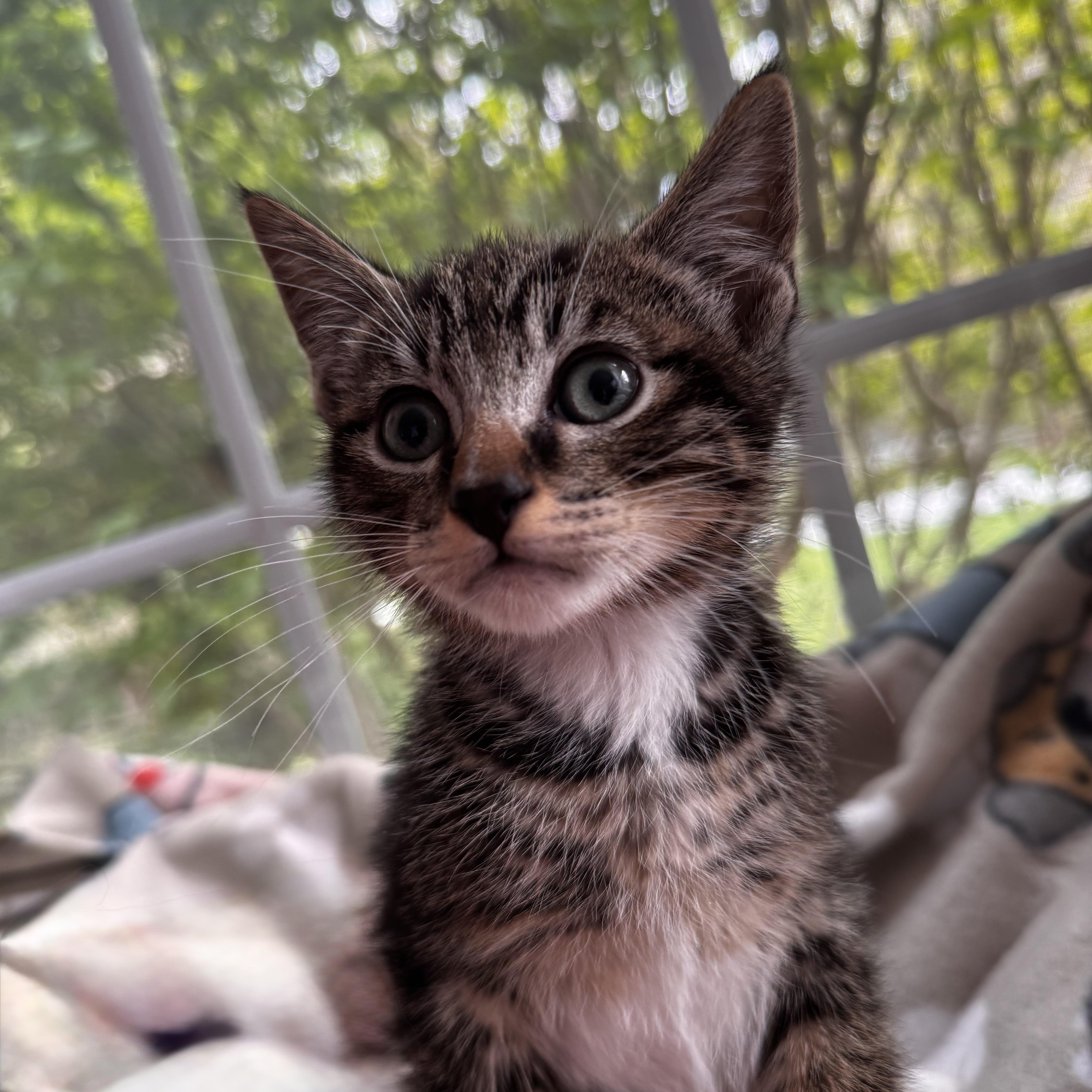 NIGEL, an adoption pending Domestic Short Hair in East Greenwich, RI image 6/6
