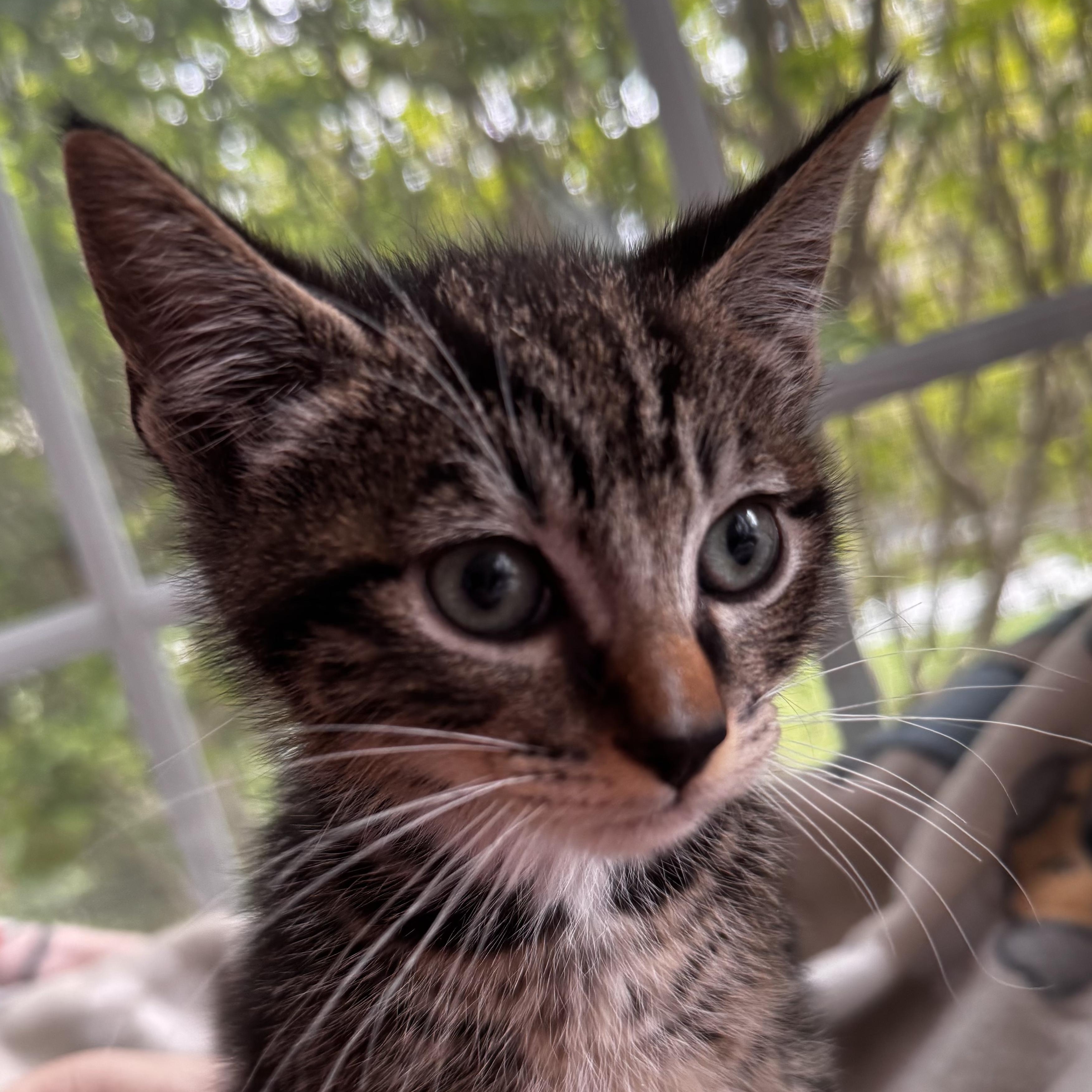NIGEL, an adoption pending Domestic Short Hair in East Greenwich, RI image 4/6