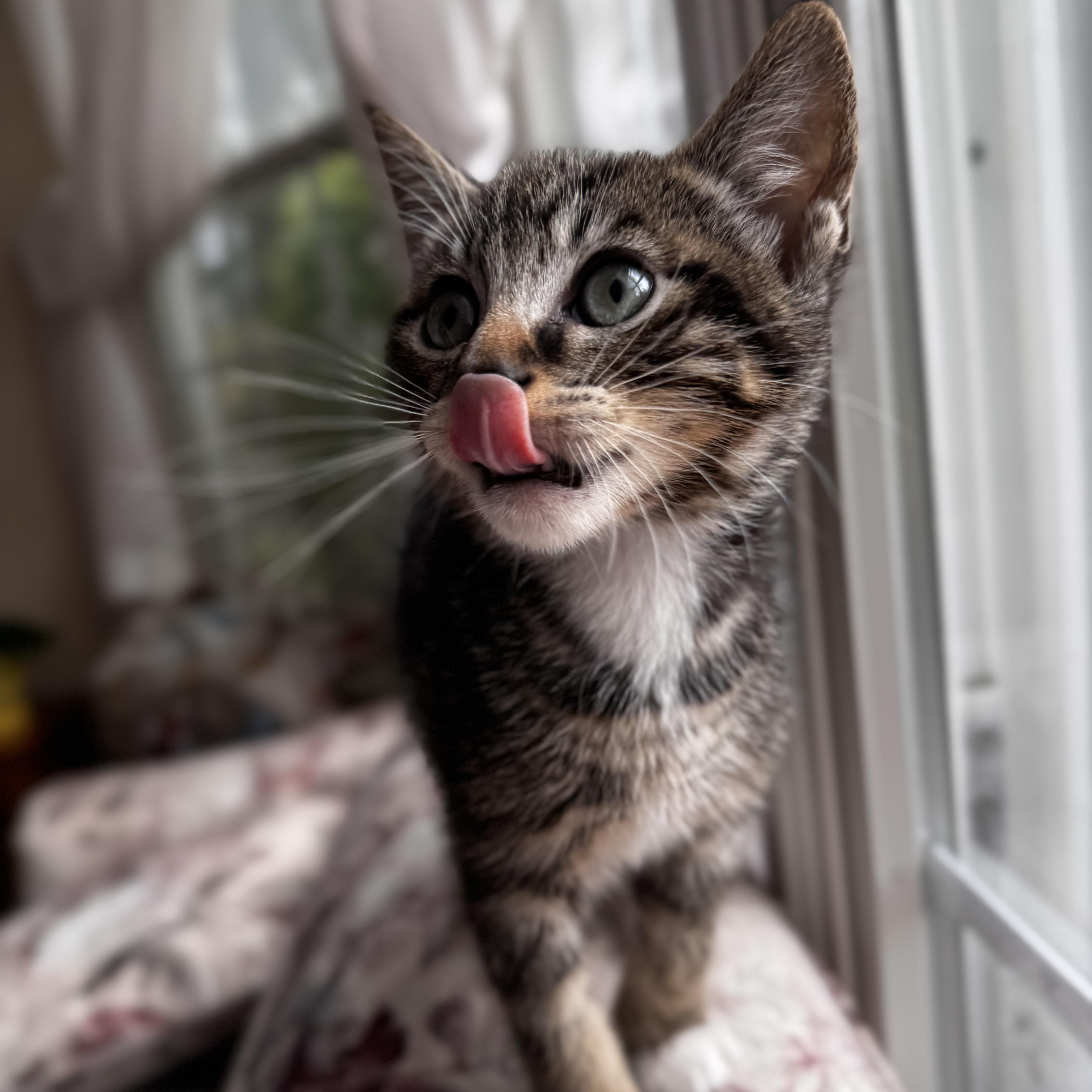 NIGEL, an adoption pending Domestic Short Hair in East Greenwich, RI image 5/6