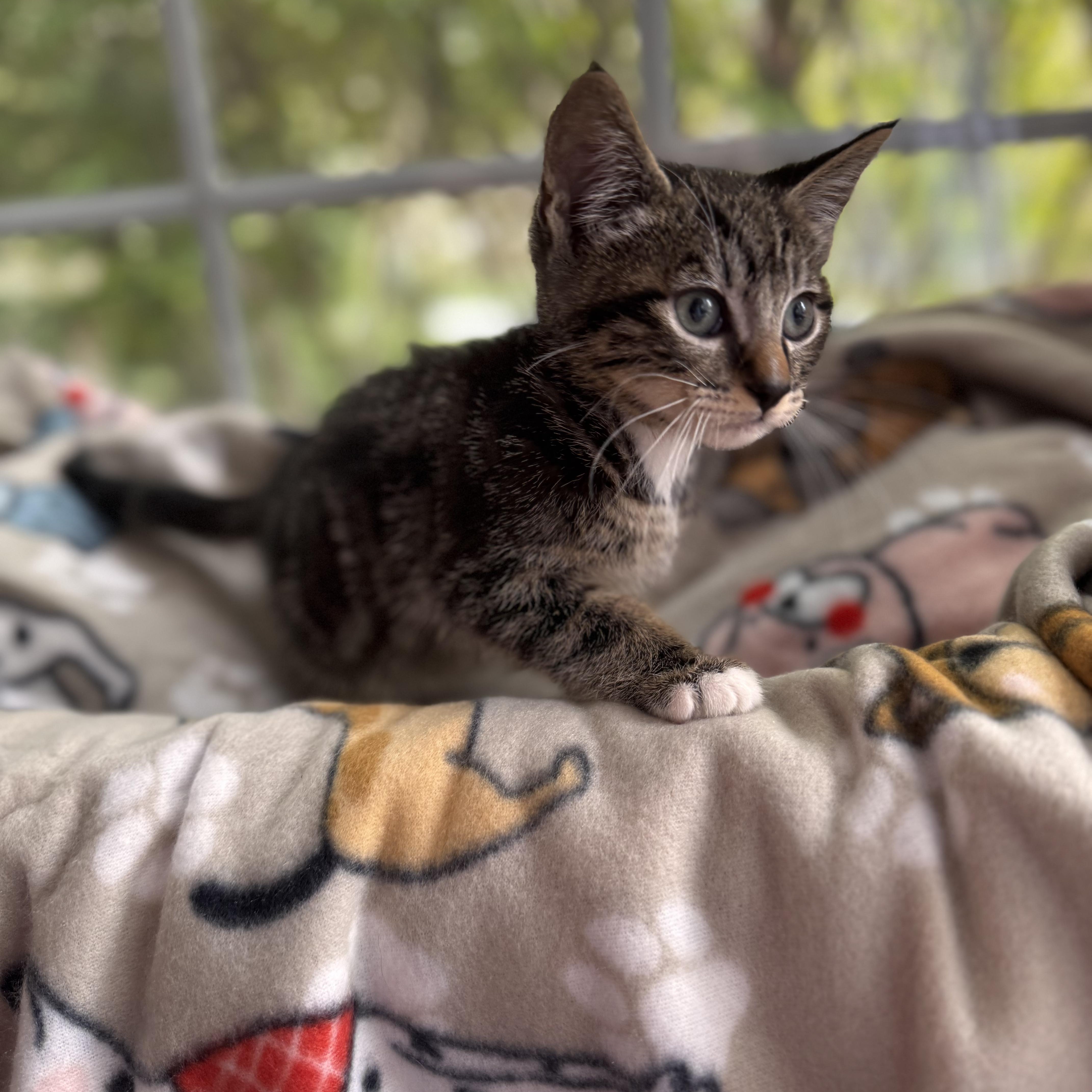 NIGEL, an adoption pending Domestic Short Hair in East Greenwich, RI image 2/6