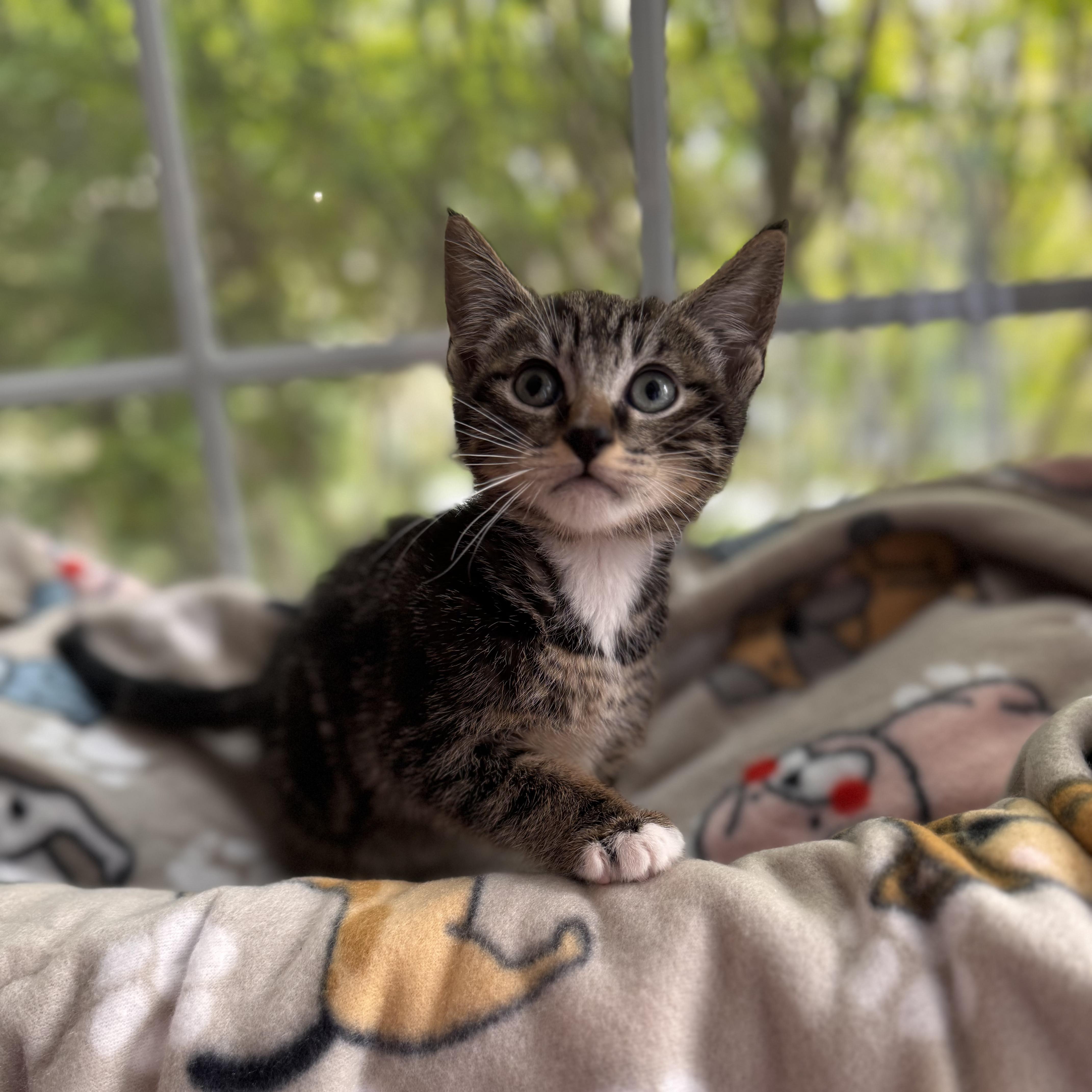 NIGEL, ADOPTABLE, Kitten Male Domestic Short Hair.