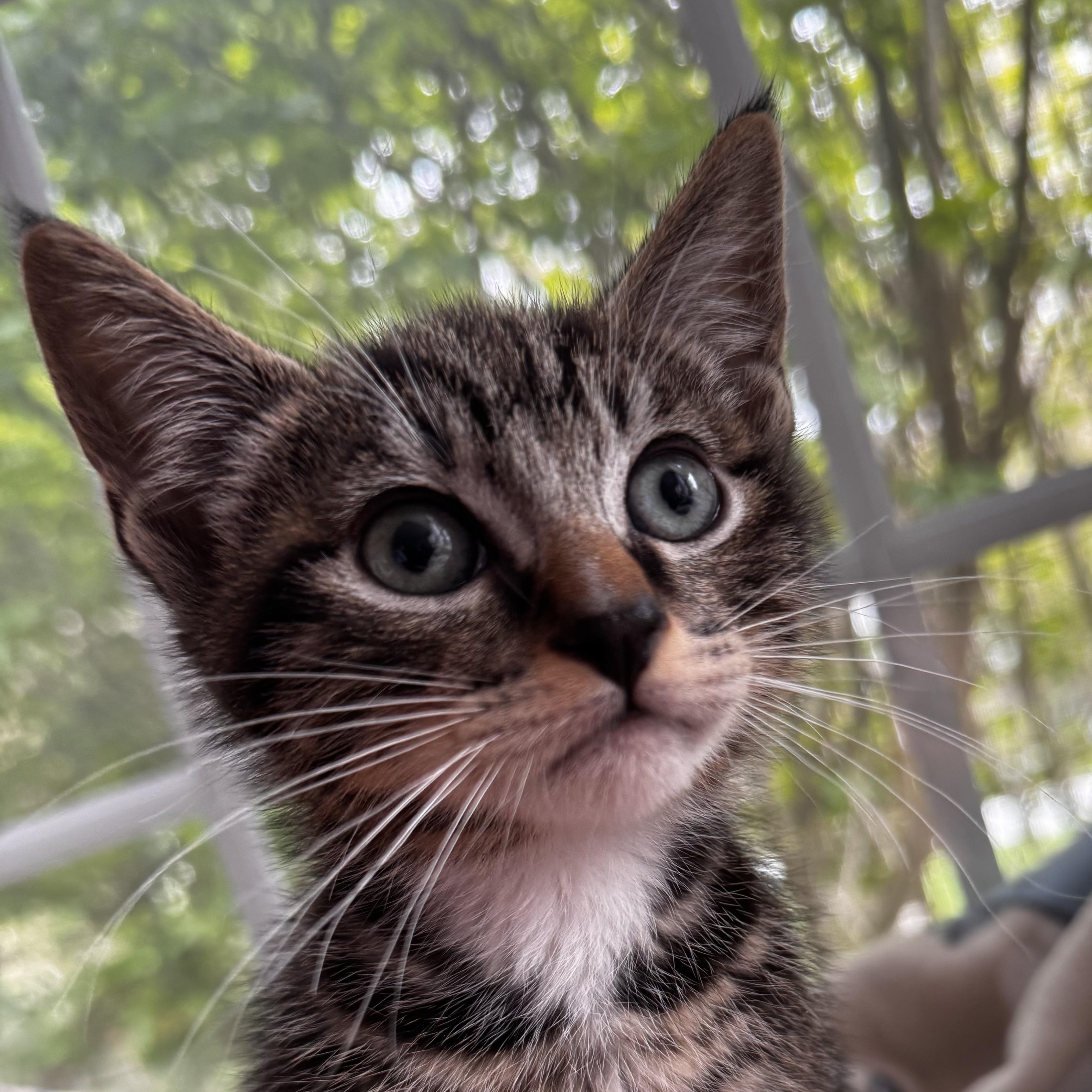 NIGEL, an adoption pending Domestic Short Hair in East Greenwich, RI image 3/6