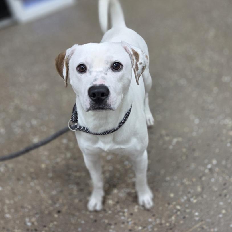 Enlarge Pancake, a Adoptable mixed breed in Incline Village, NV image 1/2