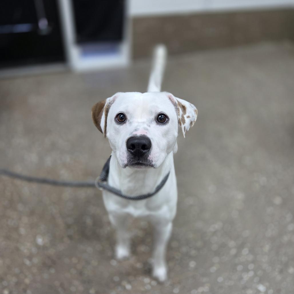 Enlarge Pancake, a Adoptable mixed breed in Incline Village, NV image 2/2