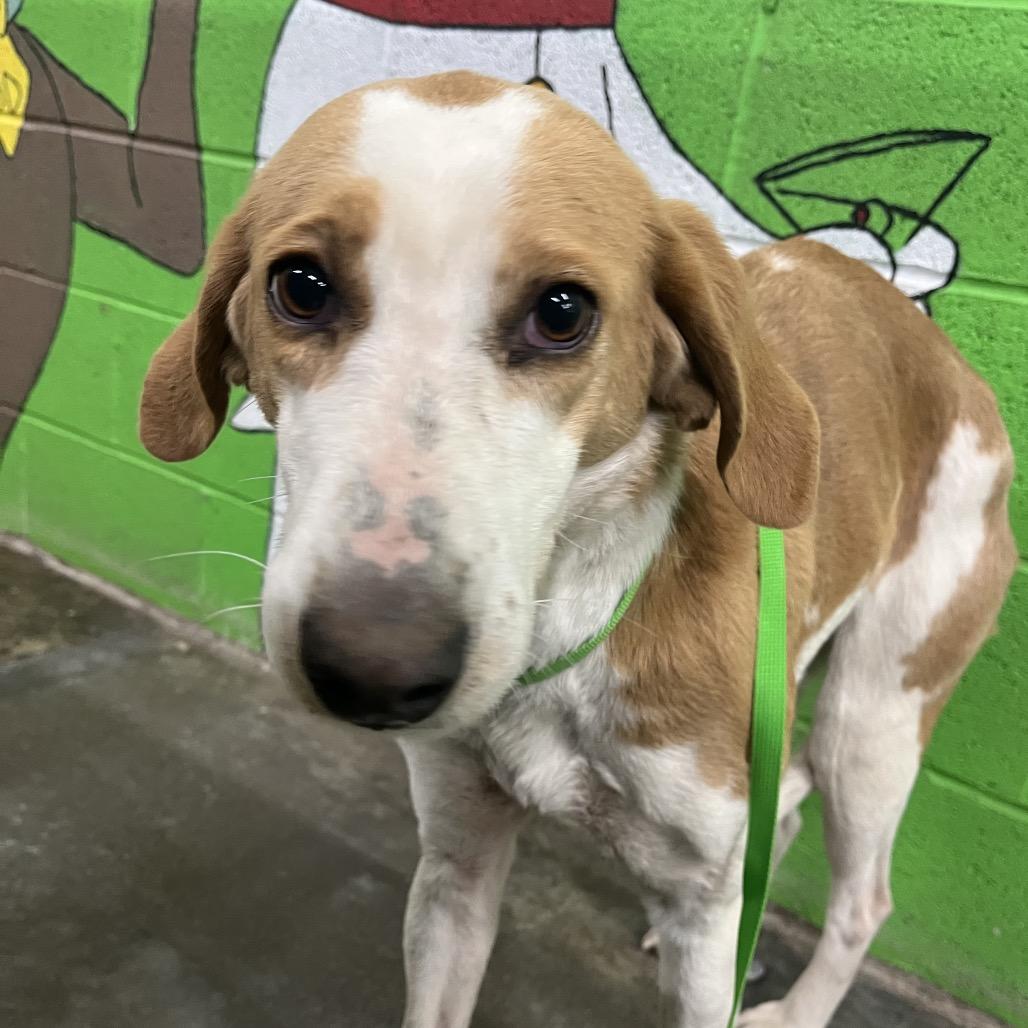 Kate, Adoptable, Young Female Coonhound.
