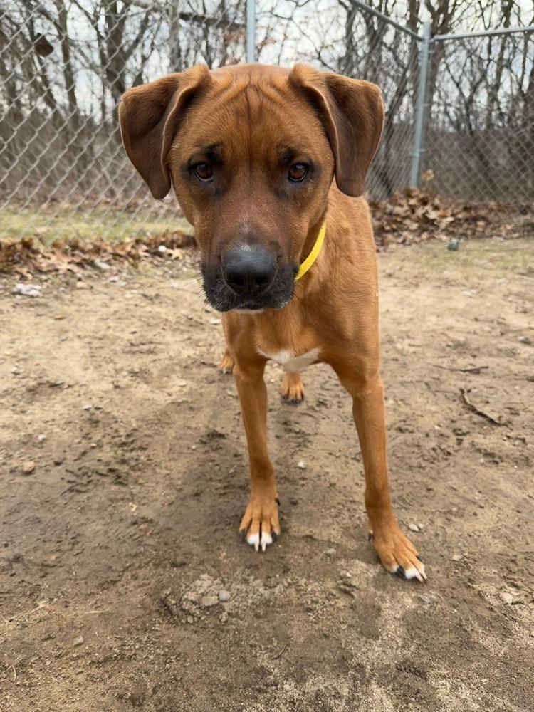 Max, Adoptable, Adult Male Labrador Retriever.