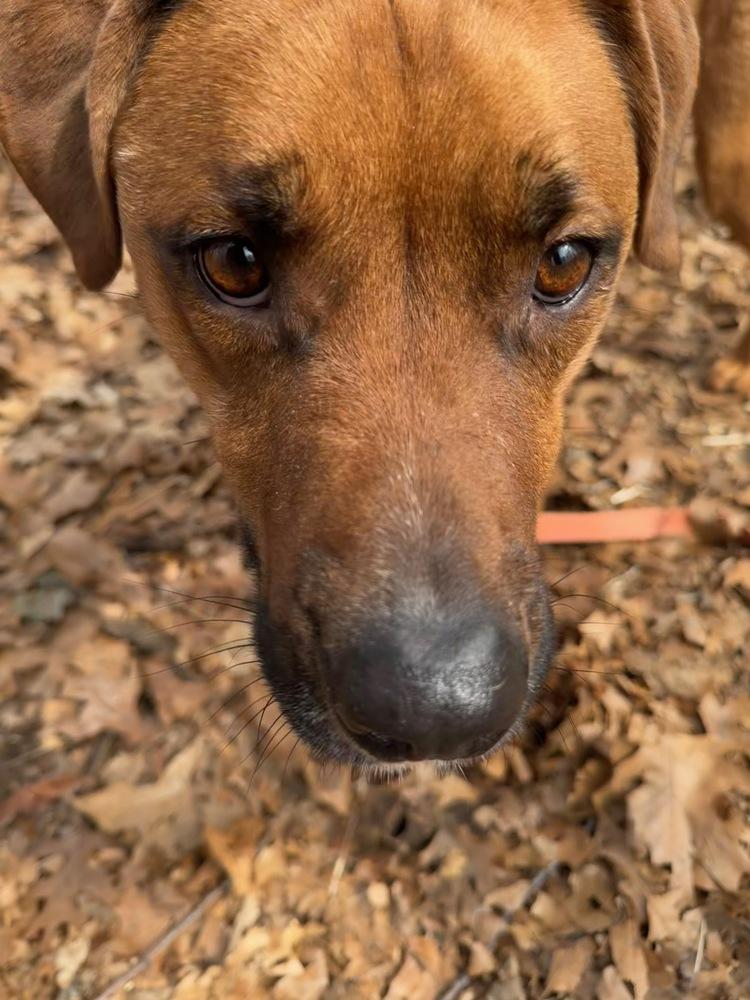 Enlarge Max, a Adoptable mixed breed in Kalamazoo, MI image 3/4
