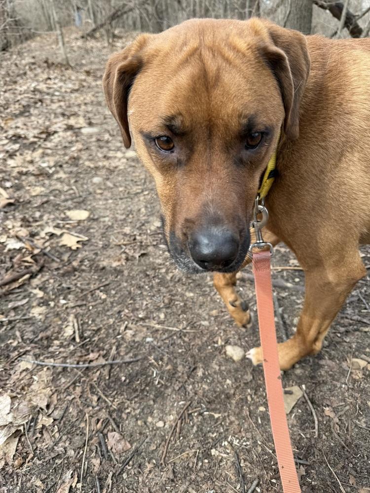 Enlarge Max, a Adoptable mixed breed in Kalamazoo, MI image 4/4