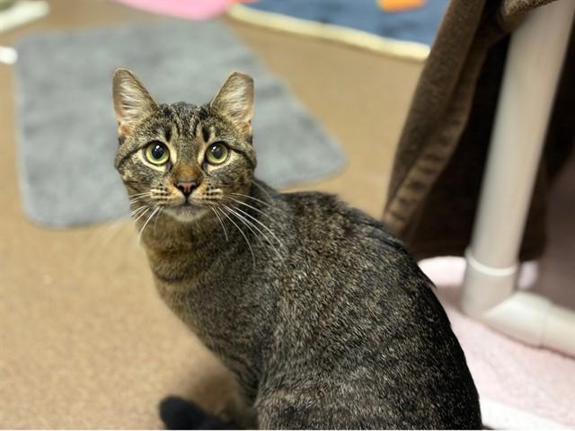 Enlarge SHIRLEY TEMPLE, a Adoptable Domestic Short Hair in Fort Wayne, IN image 1/1