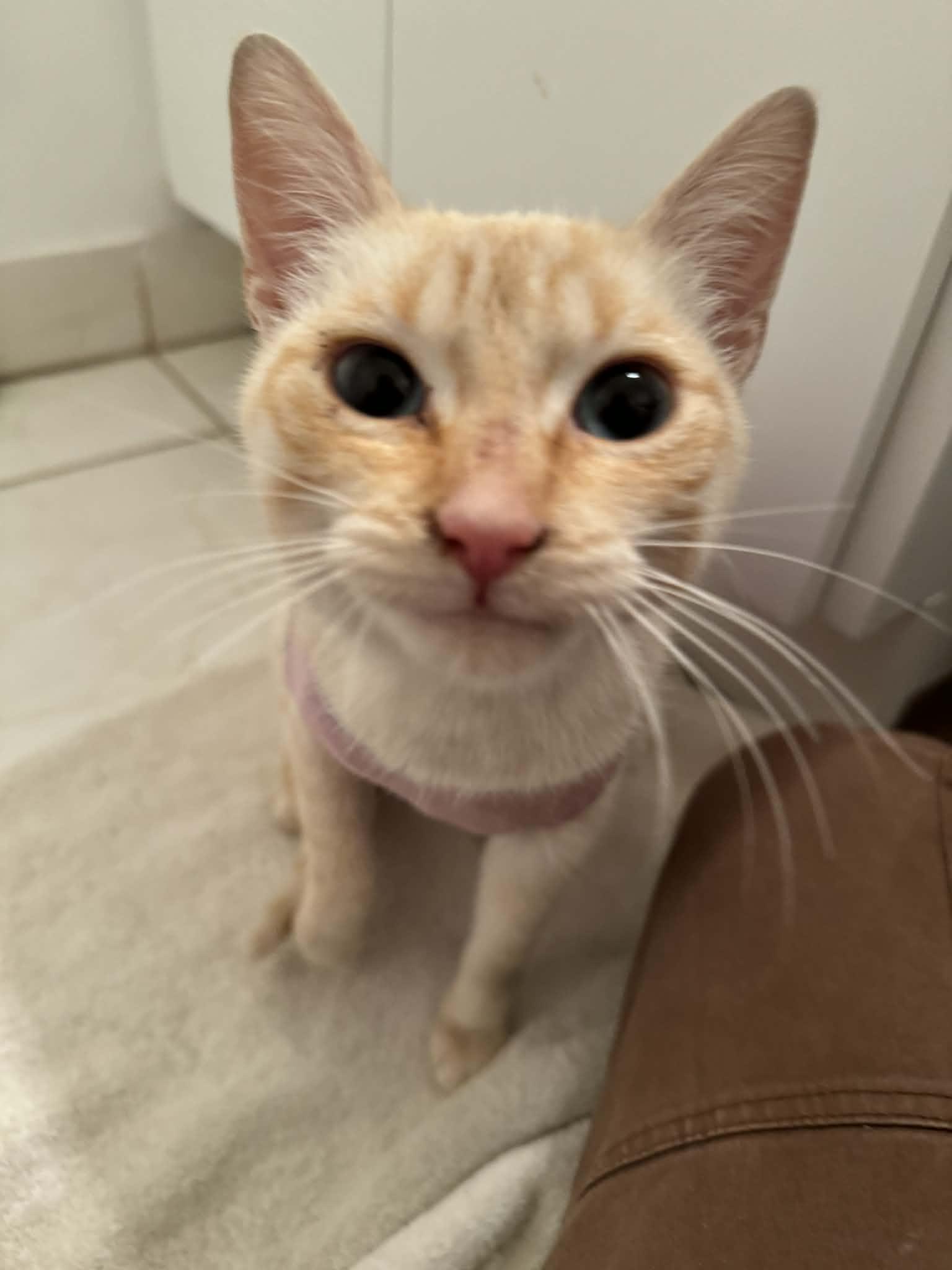 Enlarge Ellah (f) 1yr old Flame pointe siamese, a ADOPTABLE Siamese in Ottawa, ON image 1/4