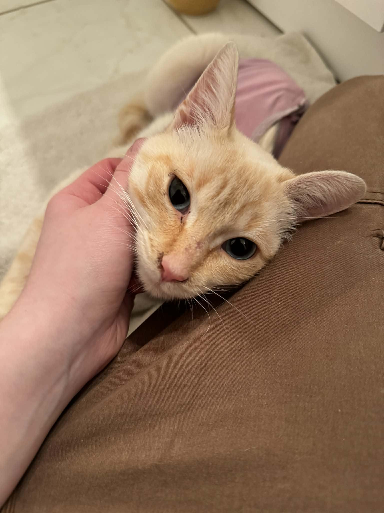 Enlarge Ellah (f) 1yr old Flame pointe siamese, a ADOPTABLE Siamese in Ottawa, ON image 2/4