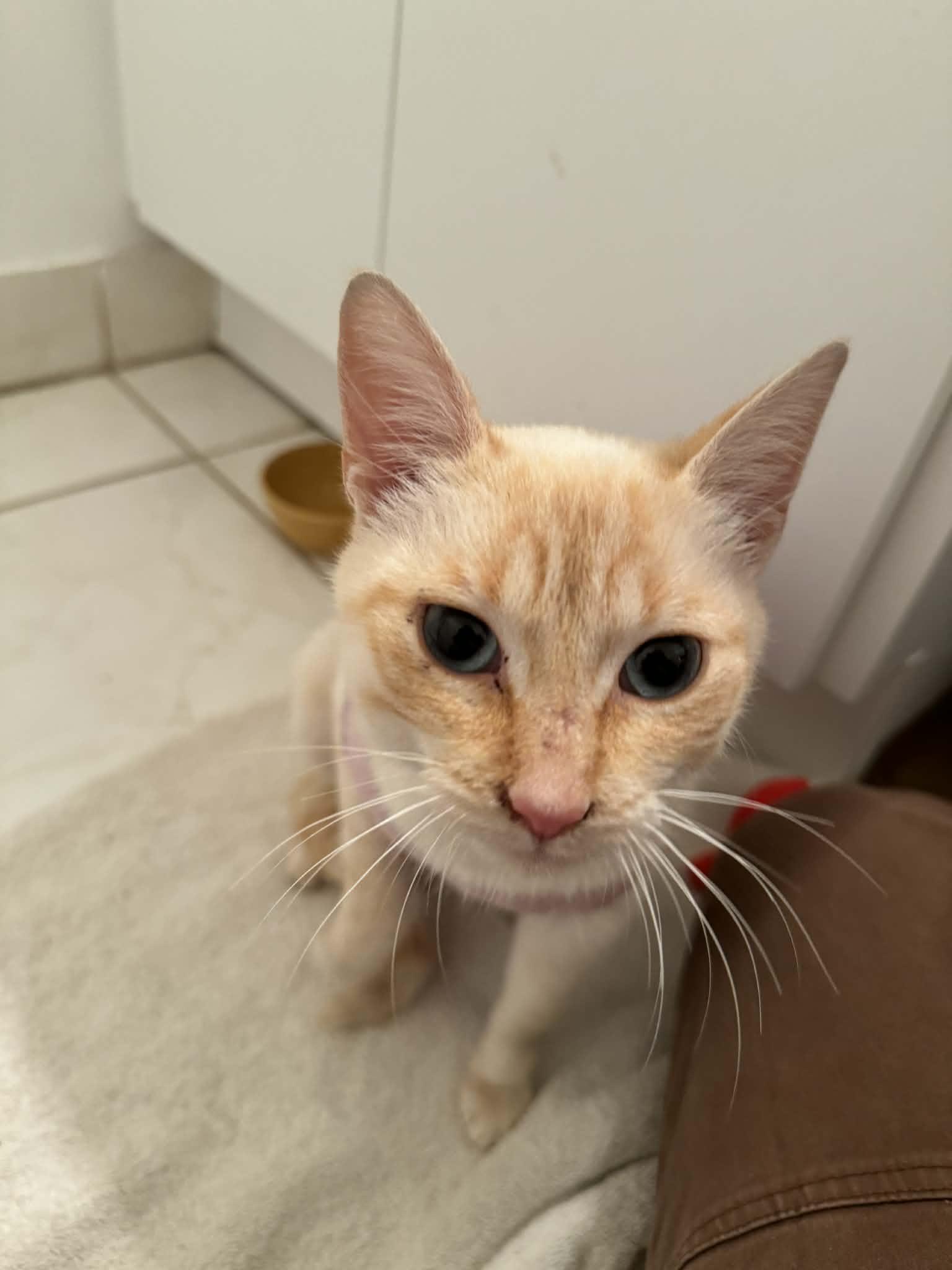 Enlarge Ellah (f) 1yr old Flame pointe siamese, a ADOPTABLE Siamese in Ottawa, ON image 3/4