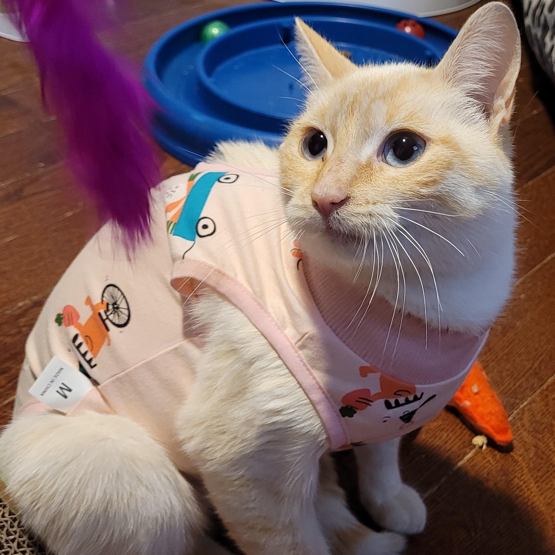 Ellah (f) 1yr old Flame pointe siamese, ADOPTABLE, Adult Female Siamese.