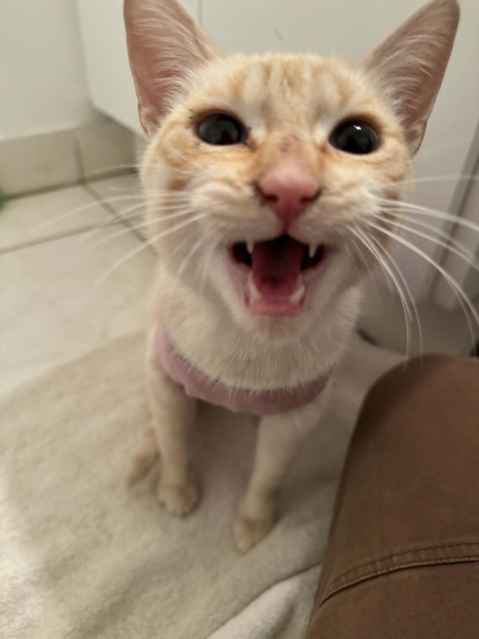 Enlarge Ellah (f) 1yr old Flame pointe siamese, a ADOPTABLE Siamese in Ottawa, ON image 4/4