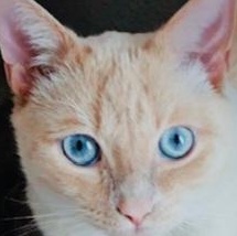 Ellah (f) 1yr old Flame pointe siamese, ADOPTABLE, Adult Female Siamese.