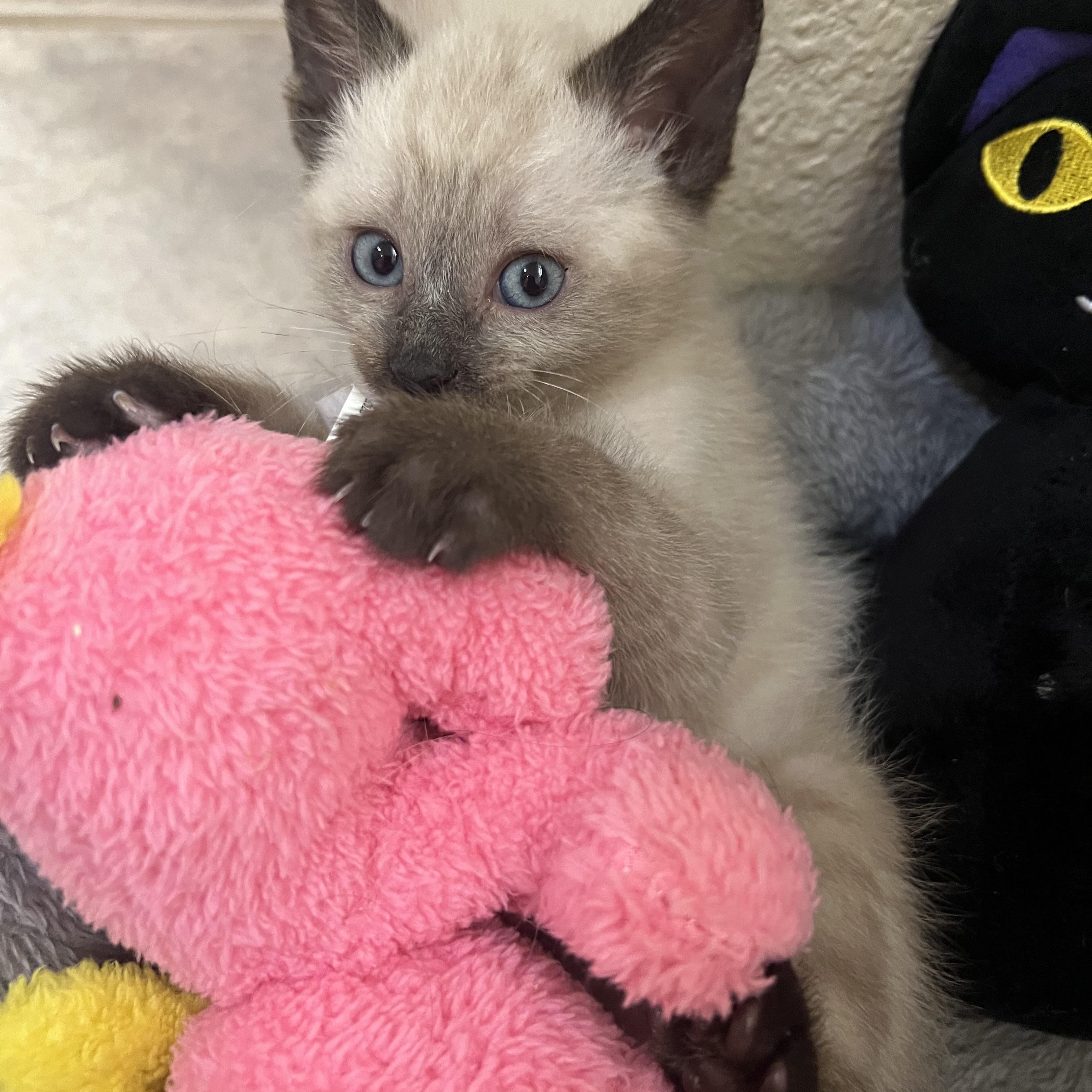 Enlarge Dude, a Adopted mixed breed in Pleasanton, CA image 2/3