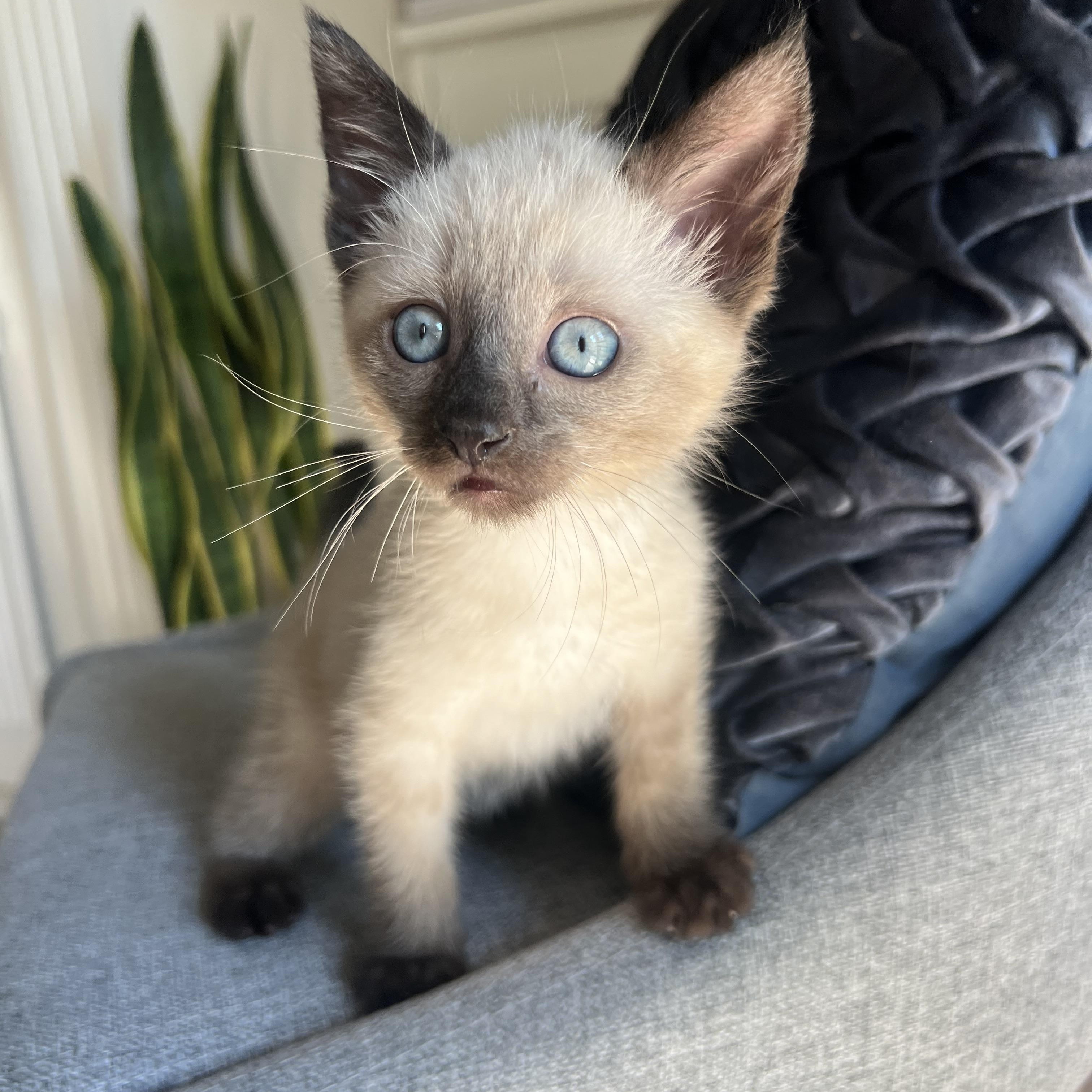 Dude, Adopted, Kitten Male Siamese.