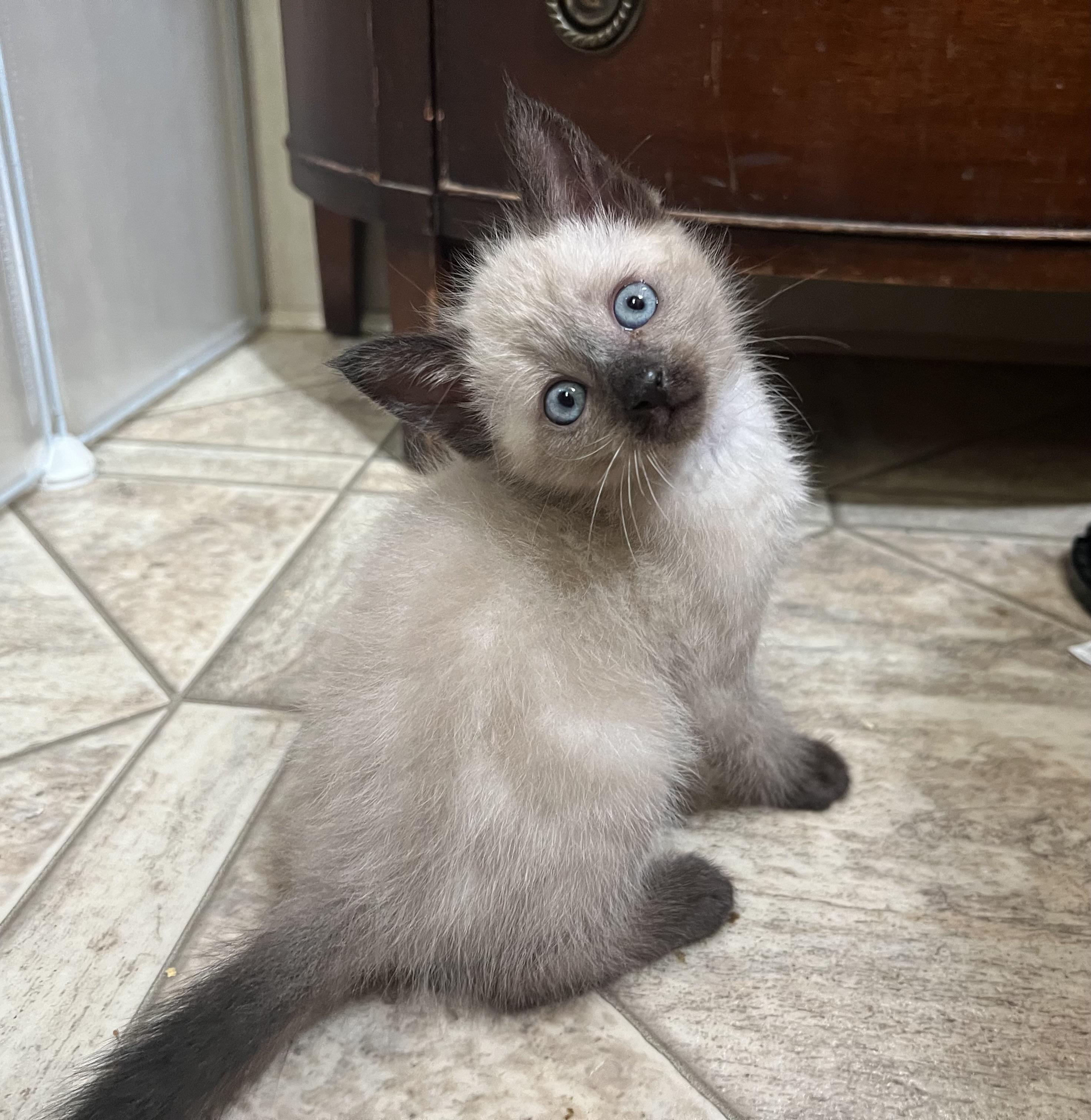 Enlarge Dude, a Adopted mixed breed in Pleasanton, CA image 3/3