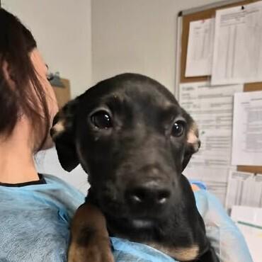 Eilish, Adoptable, Puppy Female Australian Cattle Dog / Blue Heeler.