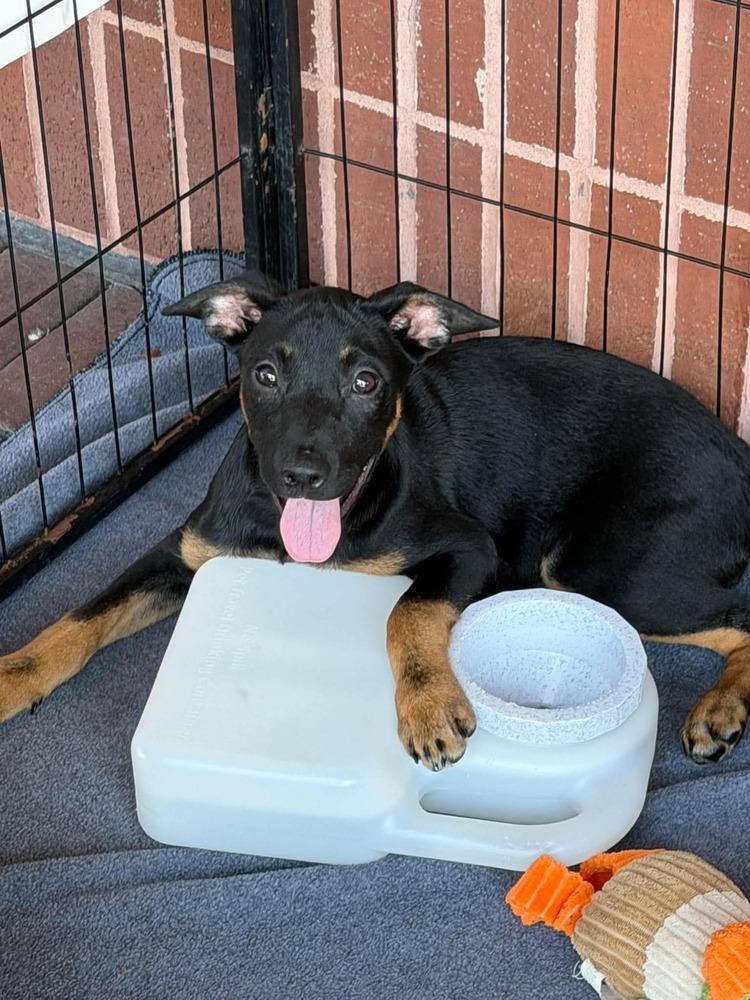 Enlarge Eilish, a Adoptable Australian Cattle Dog / Blue Heeler in Bolivar, MO image 2/2