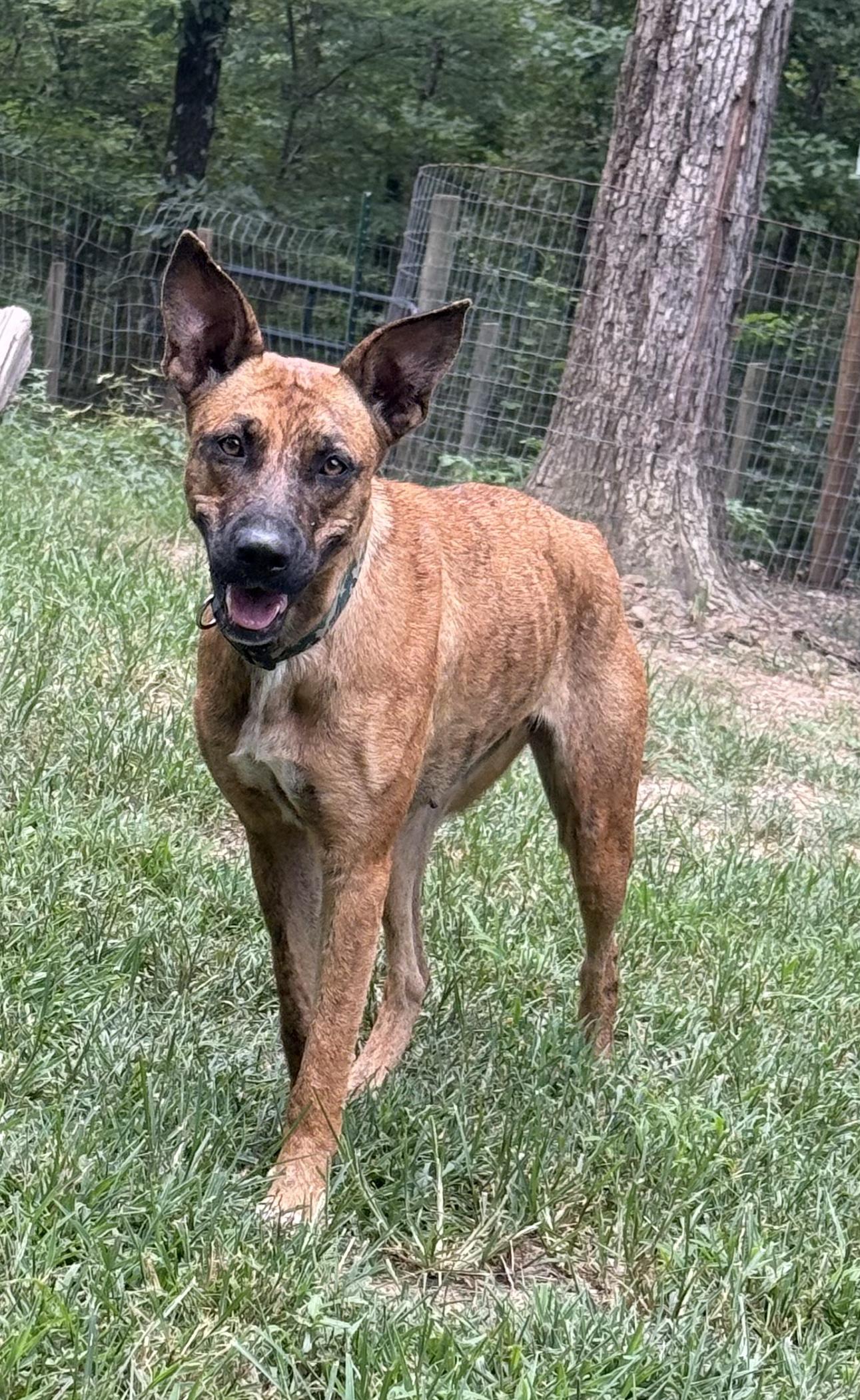 Penny, ADOPTABLE, Young Female Belgian Shepherd / Malinois.