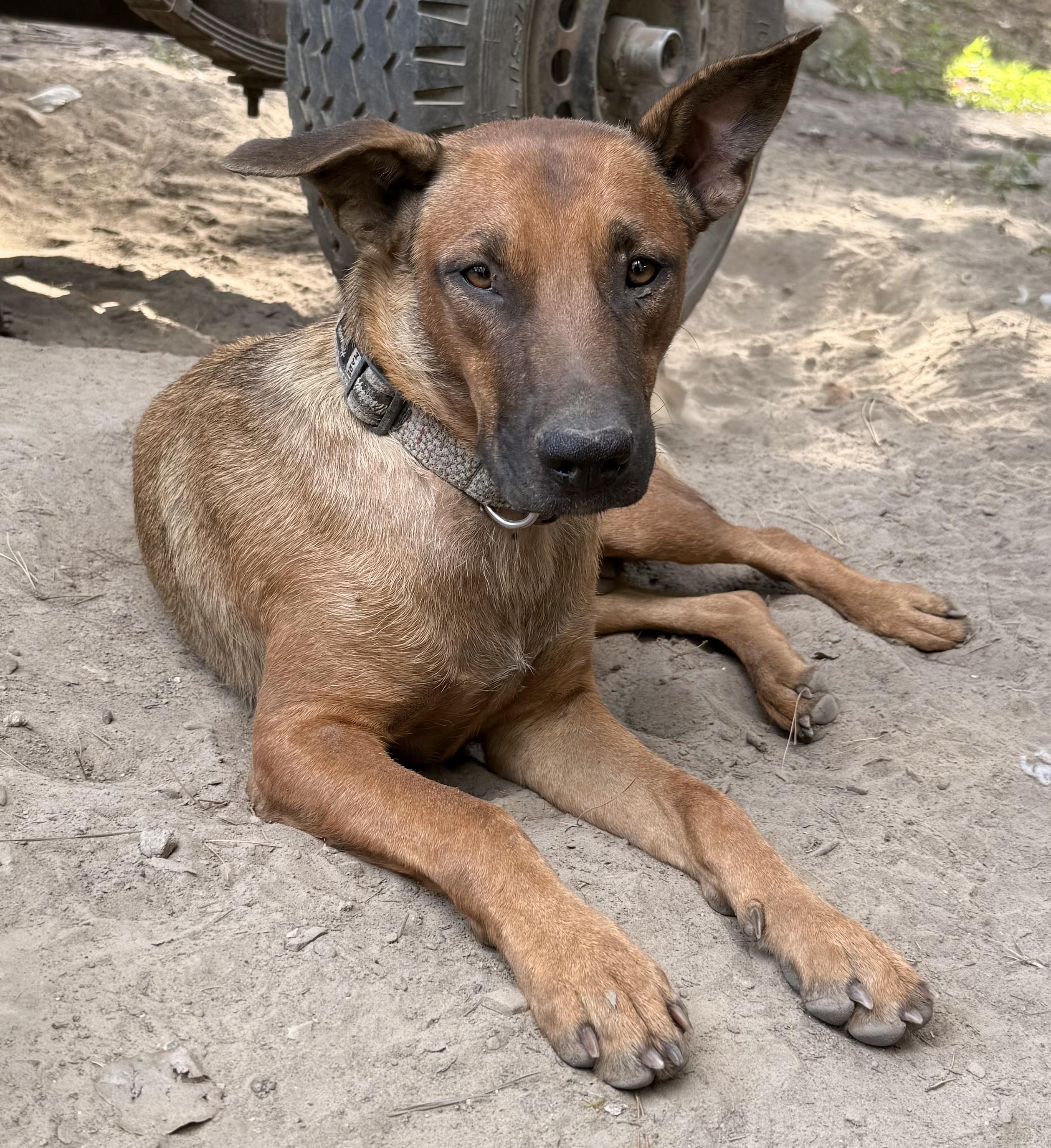 Enlarge Penny, a ADOPTABLE mixed breed in Warren, RI image 2/5