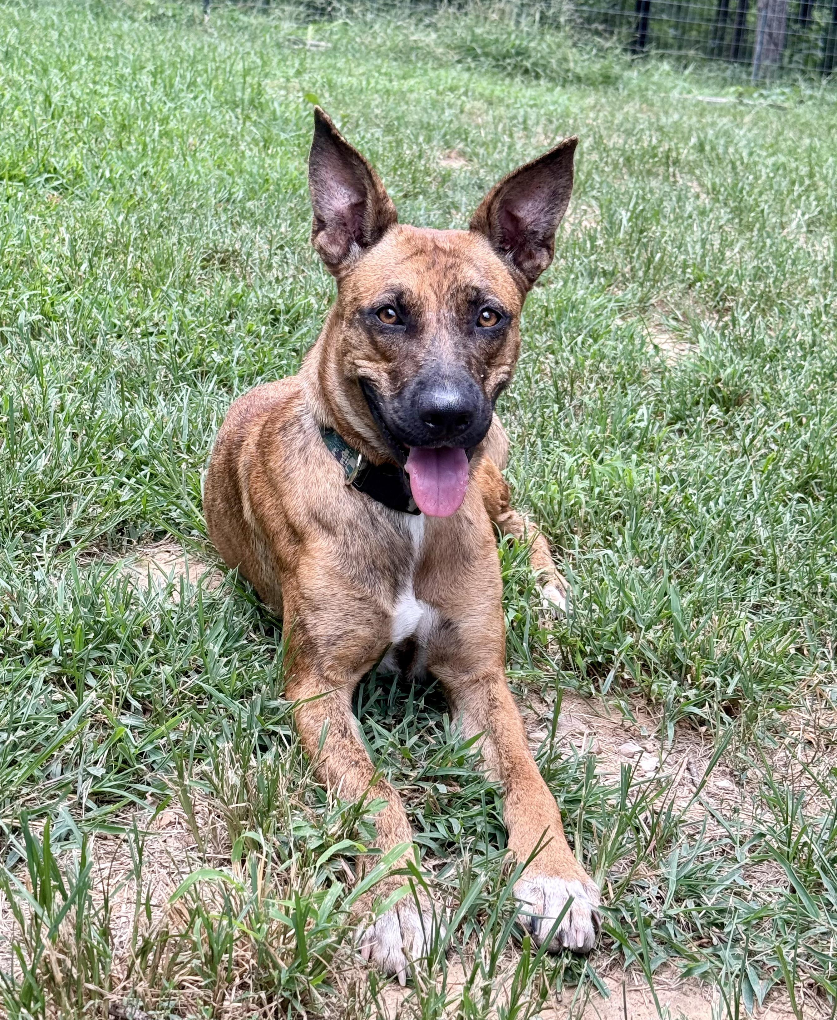 Enlarge Penny, a ADOPTABLE mixed breed in Warren, RI image 4/5