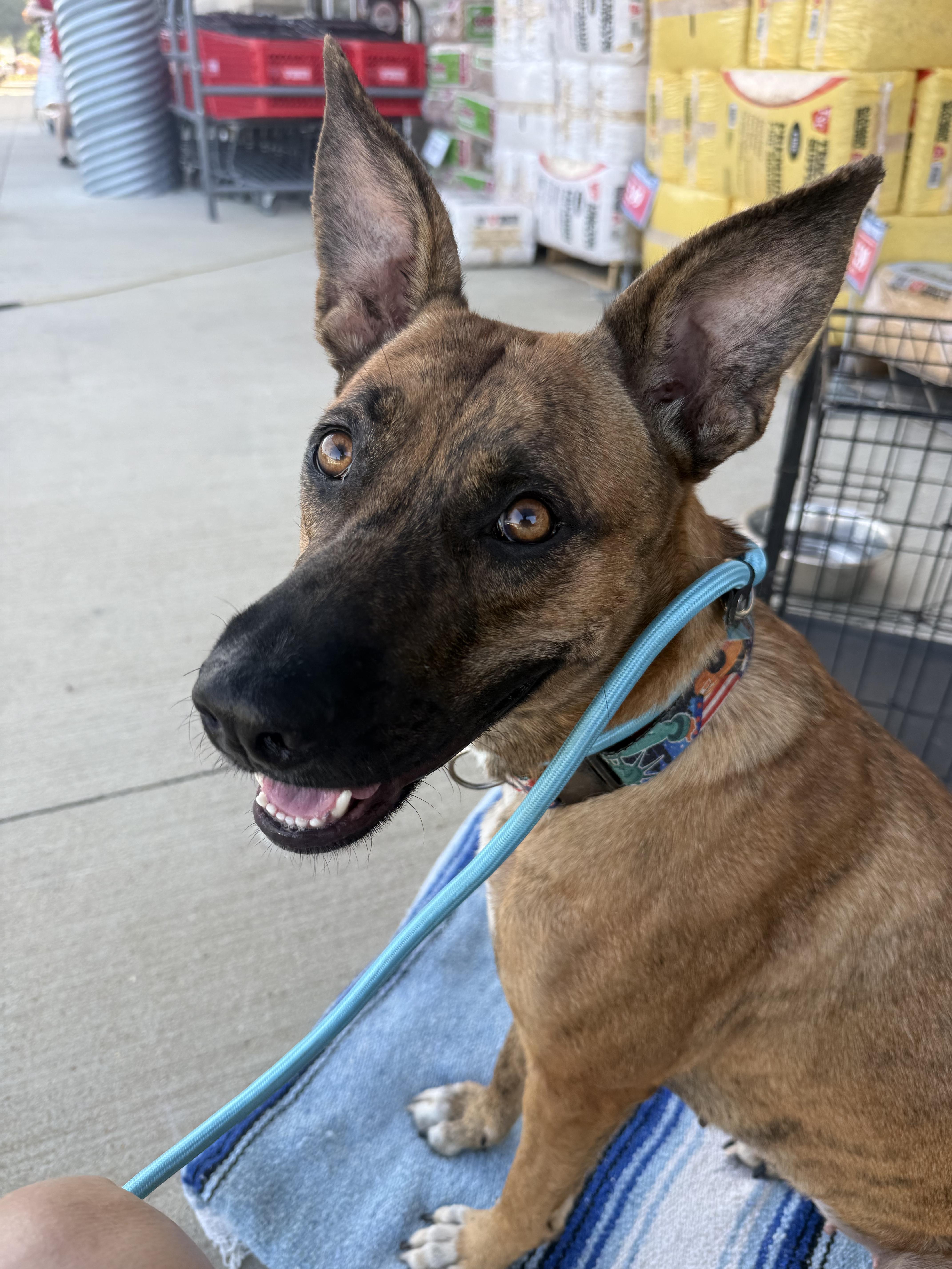Enlarge Penny, a ADOPTABLE mixed breed in Warren, RI image 5/5