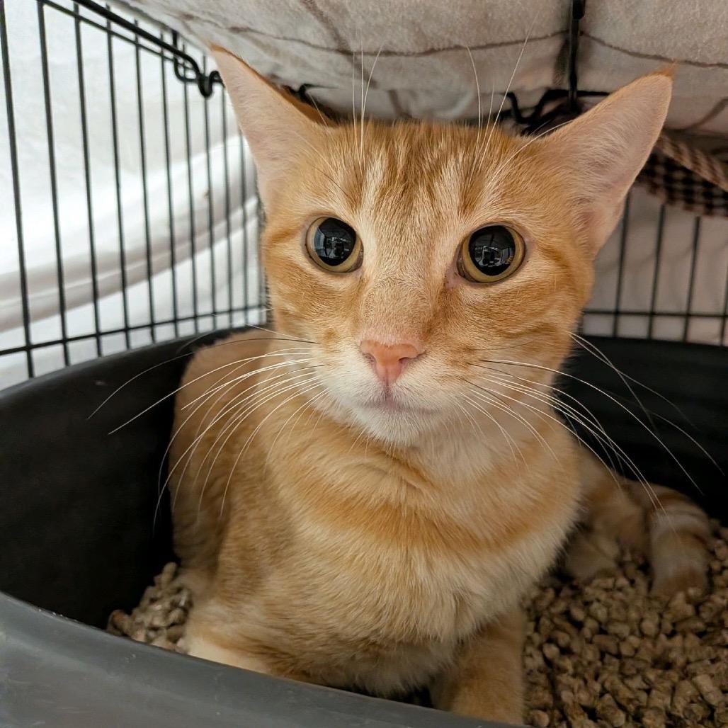 Enlarge Tiffany, a Adoptable Domestic Short Hair in Norfolk, NE image 1/1