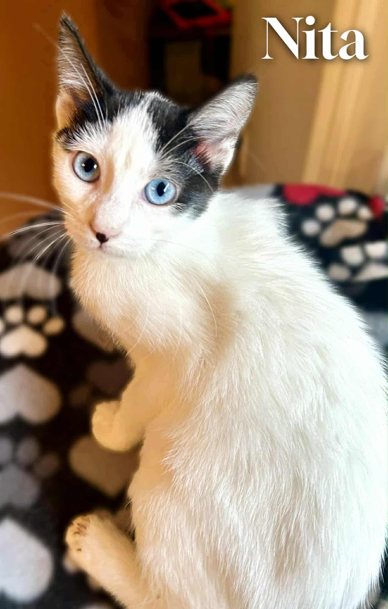 Nita, Adoptable, Young Female Domestic Short Hair.