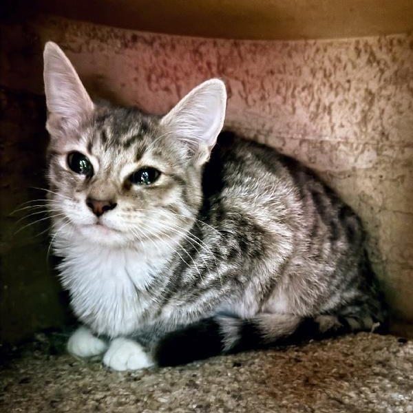 LOVEBUG, ADOPTABLE, Young Female American Shorthair.