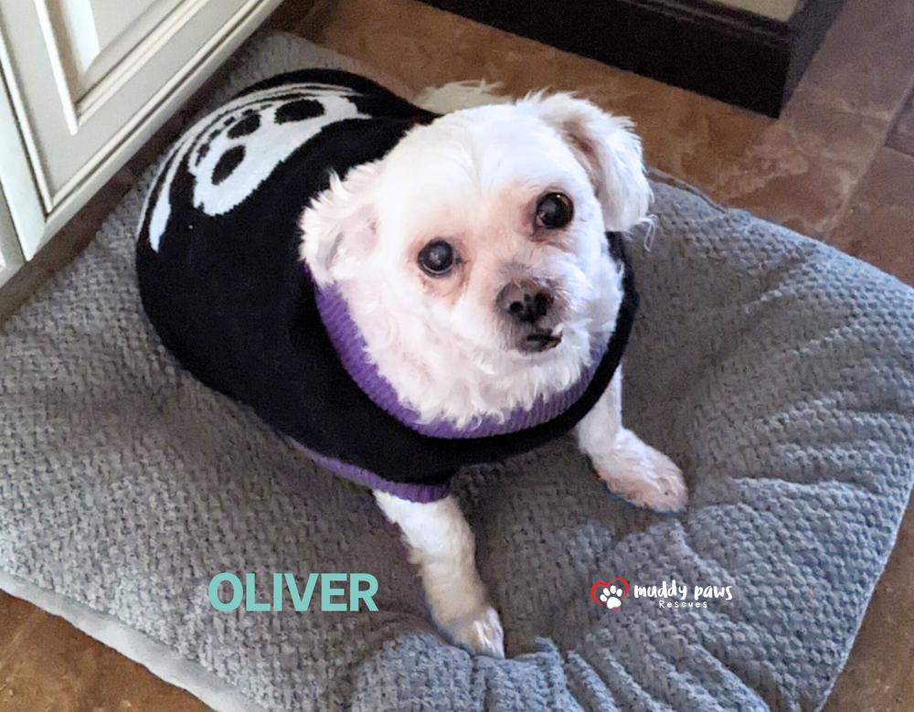Enlarge Oliver, a Adoptable Maltese in Council Bluffs, IA image 1/5