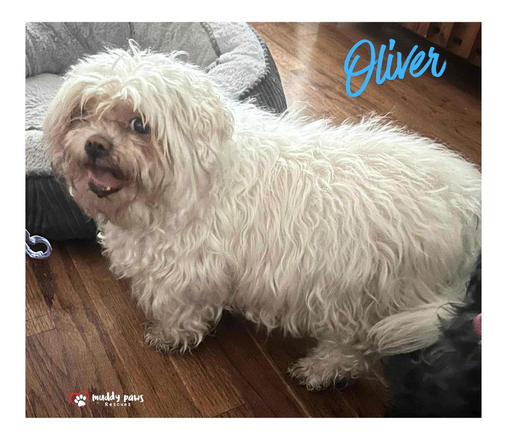 Enlarge Oliver, a Adoptable Maltese in Council Bluffs, IA image 2/5