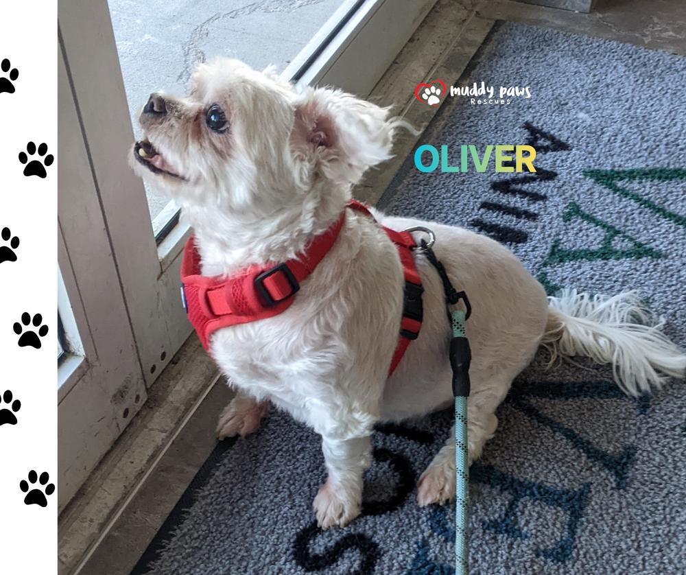 Enlarge Oliver, a Adoptable Maltese in Council Bluffs, IA image 3/5
