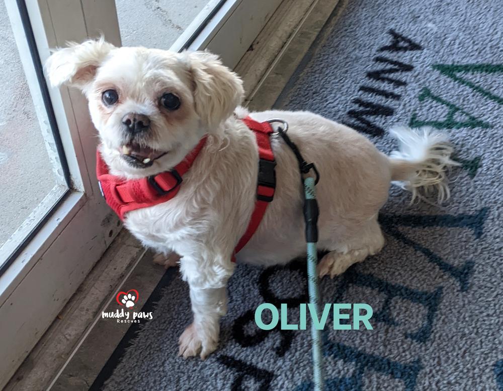 Enlarge Oliver, a Adoptable Maltese in Council Bluffs, IA image 4/5