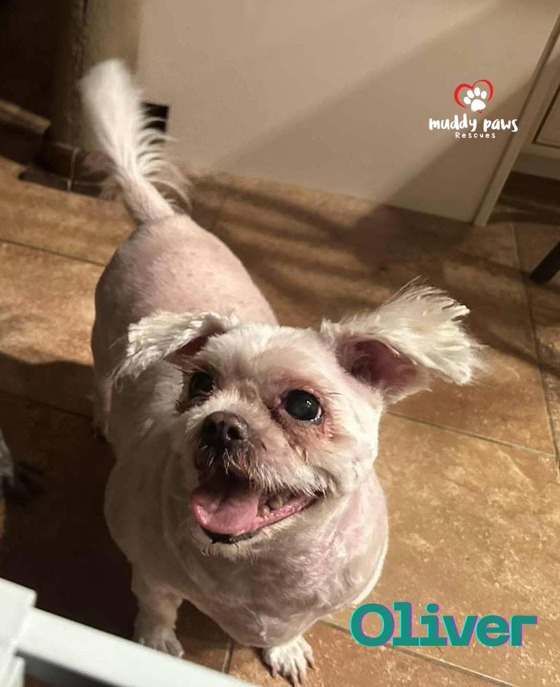 Oliver — thumbnail 5