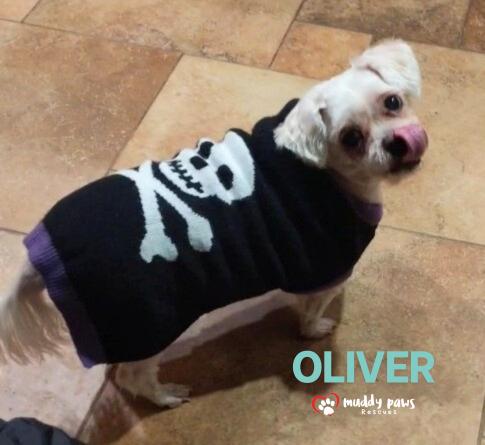 Enlarge Oliver, a Adoptable Maltese in Council Bluffs, IA image 5/5