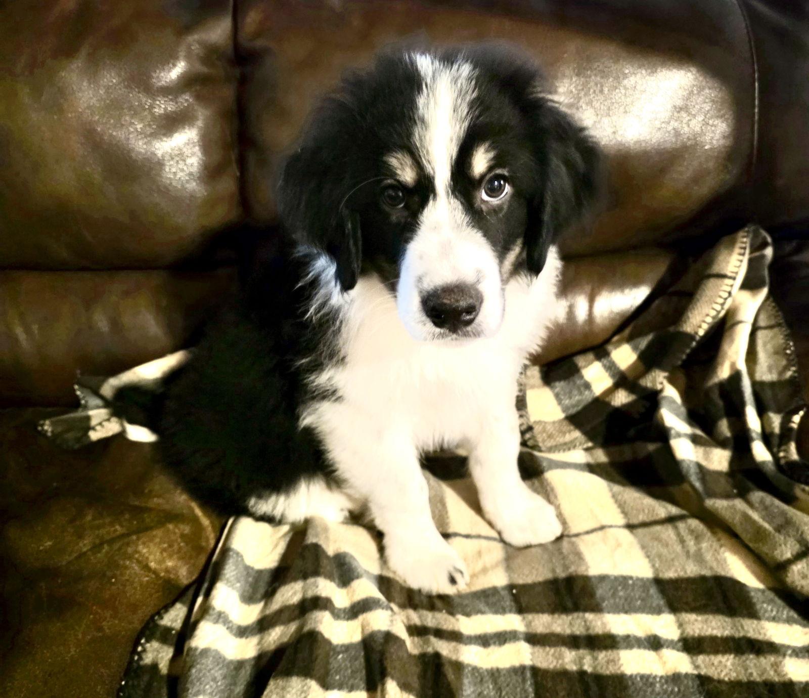 Enlarge Otis, an adopted mixed breed in Spring, TX image 6/6