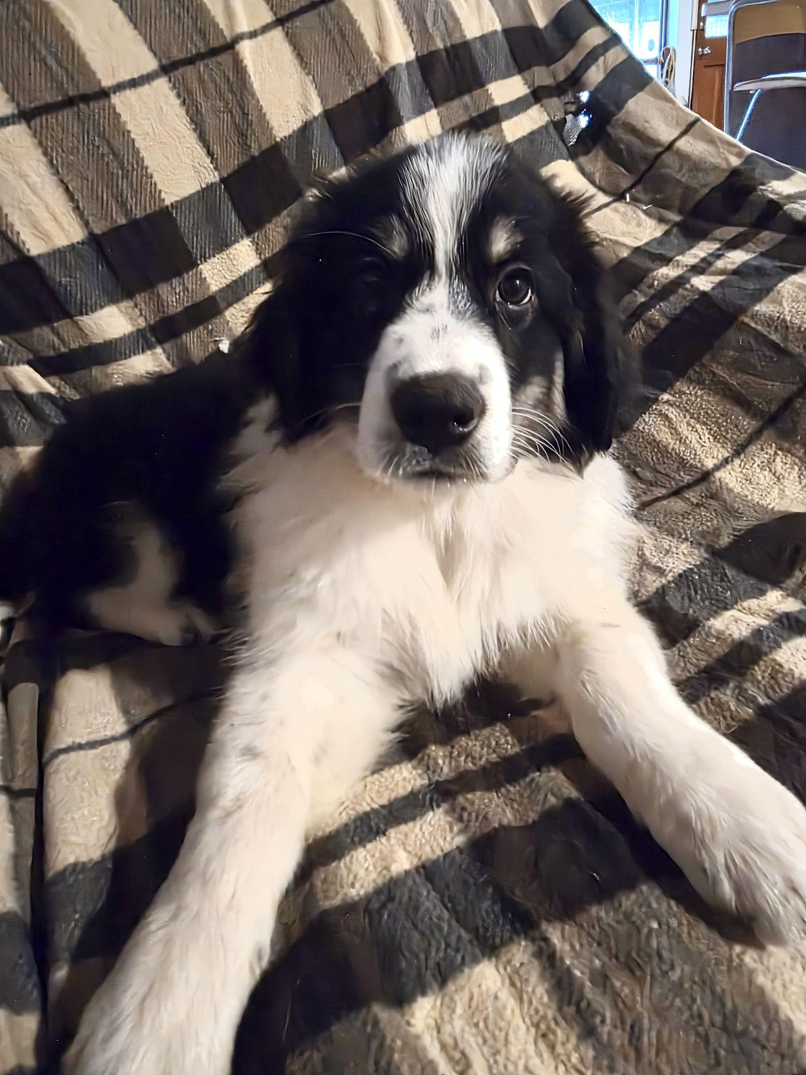 Enlarge Otis, an adopted mixed breed in Spring, TX image 3/6