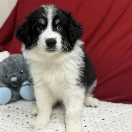 Enlarge Otis, an adopted mixed breed in Spring, TX image 2/6