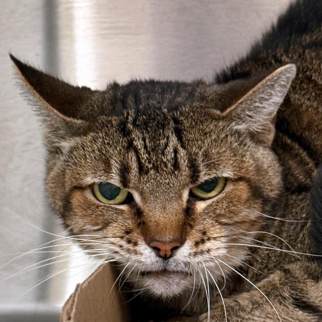 Bootsie, Adoptable, Senior Male Domestic Short Hair.