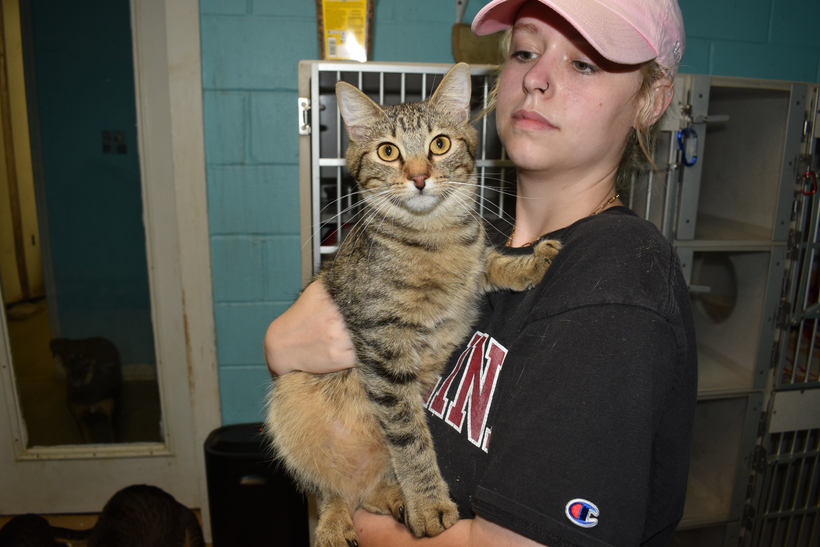 Cinna, a Adoptable Domestic Short Hair in Milledgeville, GA image 2/4