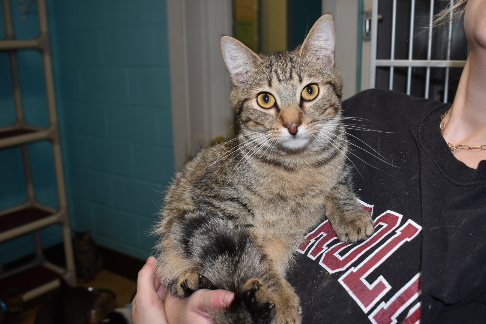 Cinna, a Adoptable Domestic Short Hair in Milledgeville, GA image 1/4