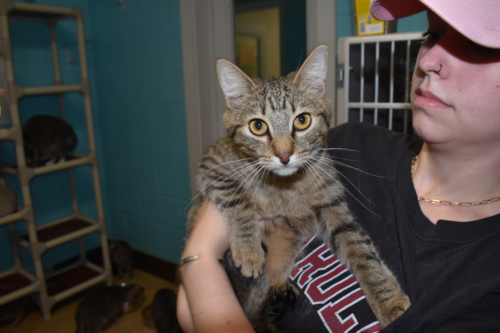 Cinna, a Adoptable Domestic Short Hair in Milledgeville, GA image 3/4